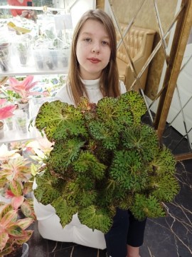 Бегония Helen Clare взрослая 31012022